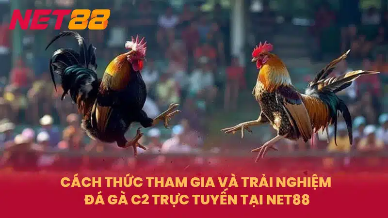 Cách thức tham gia và trải nghiệm Đá Gà C2 trực tuyến tại NET88