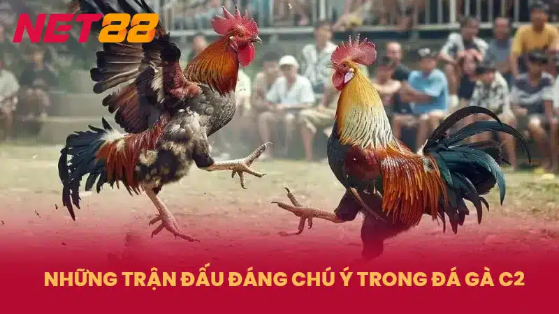 Những trận đấu đáng chú ý trong Đá Gà C2