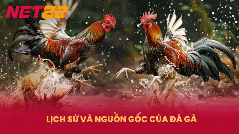 Lịch sử và nguồn gốc của đá gà