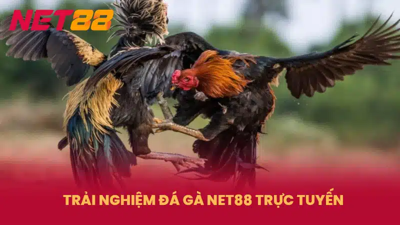 Trải nghiệm đá gà NET88 trực tuyến