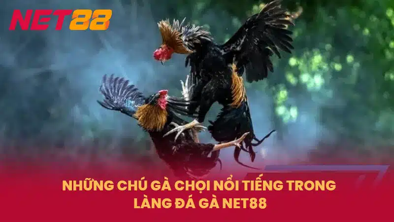 Những chú gà chọi nổi tiếng trong làng đá gà NET88