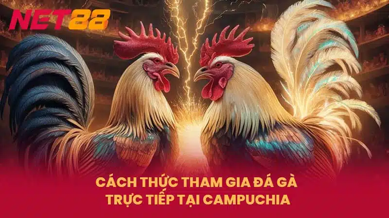 Cách Thức Tham Gia Đá Gà Trực Tiếp Tại Campuchia