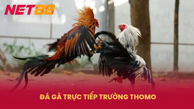 Đá Gà Trực Tiếp Trường Thomo - Độc Quyền Tại NET88