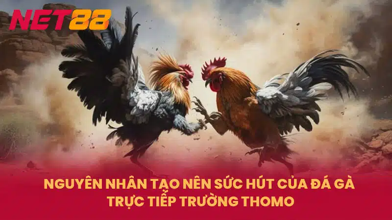 Nguyên nhân tạo nên sức hút của đá gà trực tiếp trường Thomo