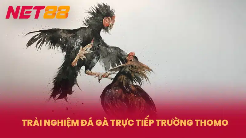 Trải nghiệm đá gà trực tiếp Trường Thomo