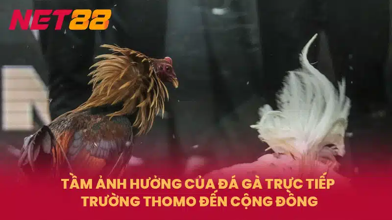 Tầm ảnh hưởng của đá gà trực tiếp Trường Thomo đến cộng đồng