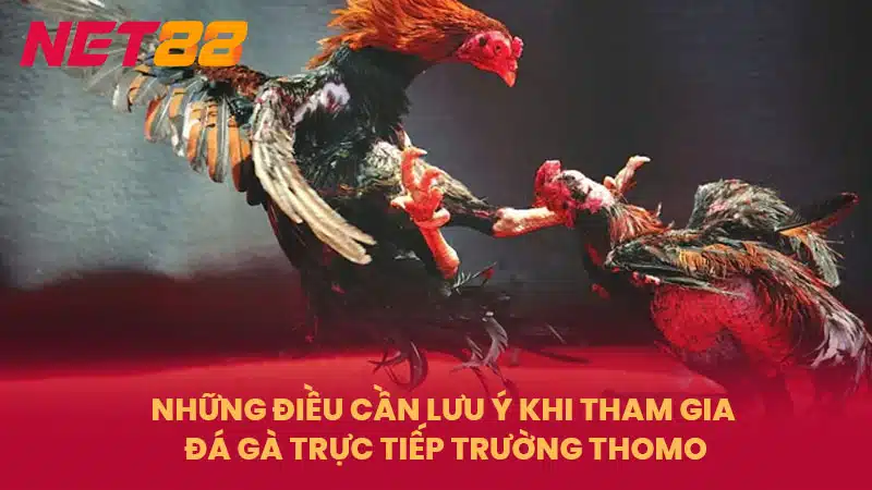 Những điều cần lưu ý khi tham gia đá gà trực tiếp Trường Thomo