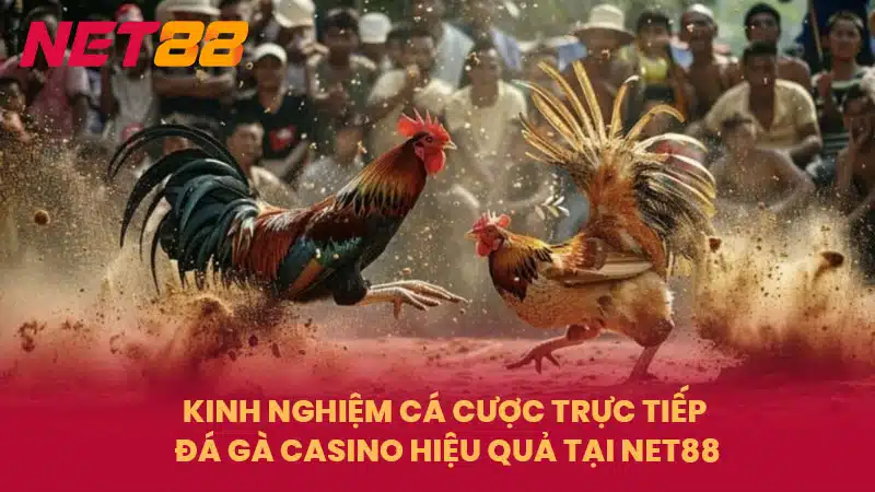 Kinh nghiệm cá cược trực tiếp đá gà Casino hiệu quả tại NET88